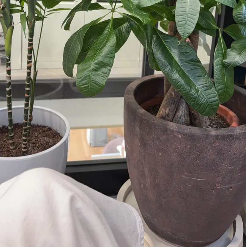 💎💎JiJi 💎💎の掲載