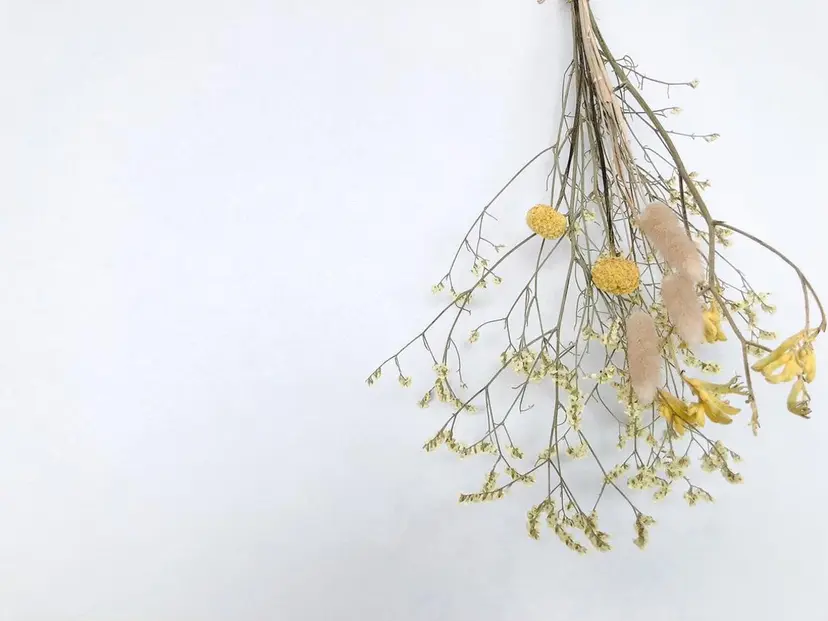 Lila ヌノモトの掲載