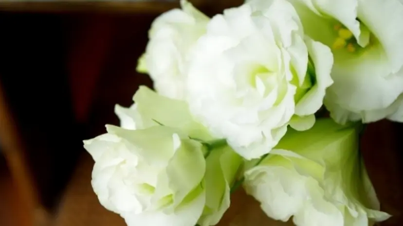 コルギ×リンパ Eustomaの掲載