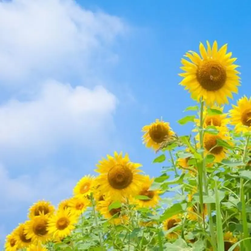 長田 育美の掲載