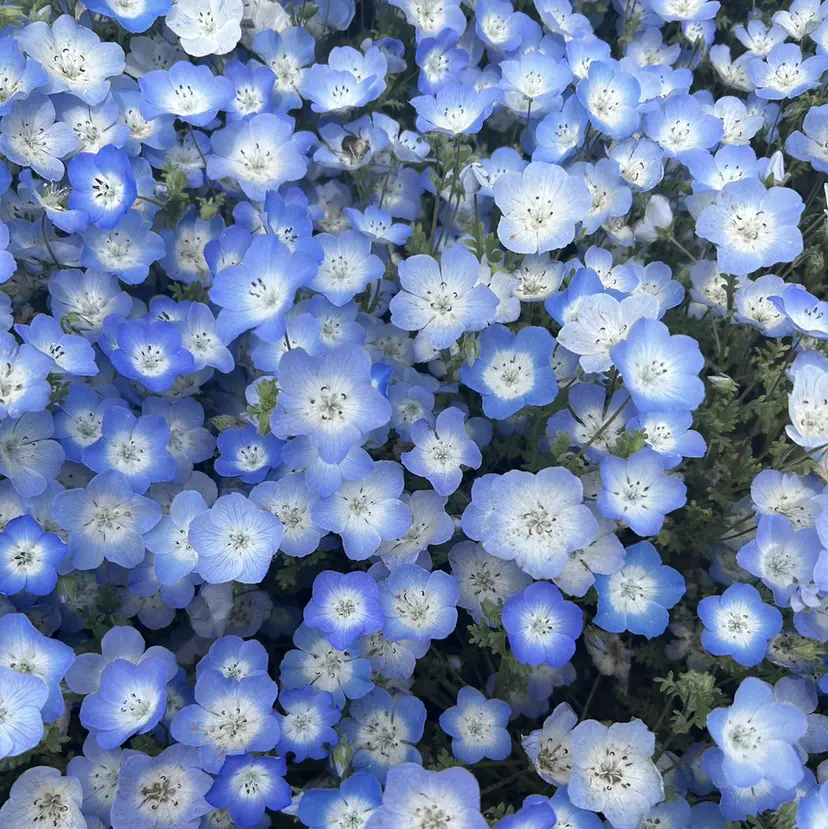 砂川由佳 Liebe秋津店の掲載