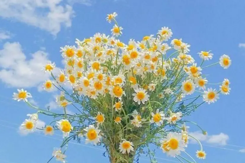 モテ髪透明感カラー 💙髙良恵美👑の掲載