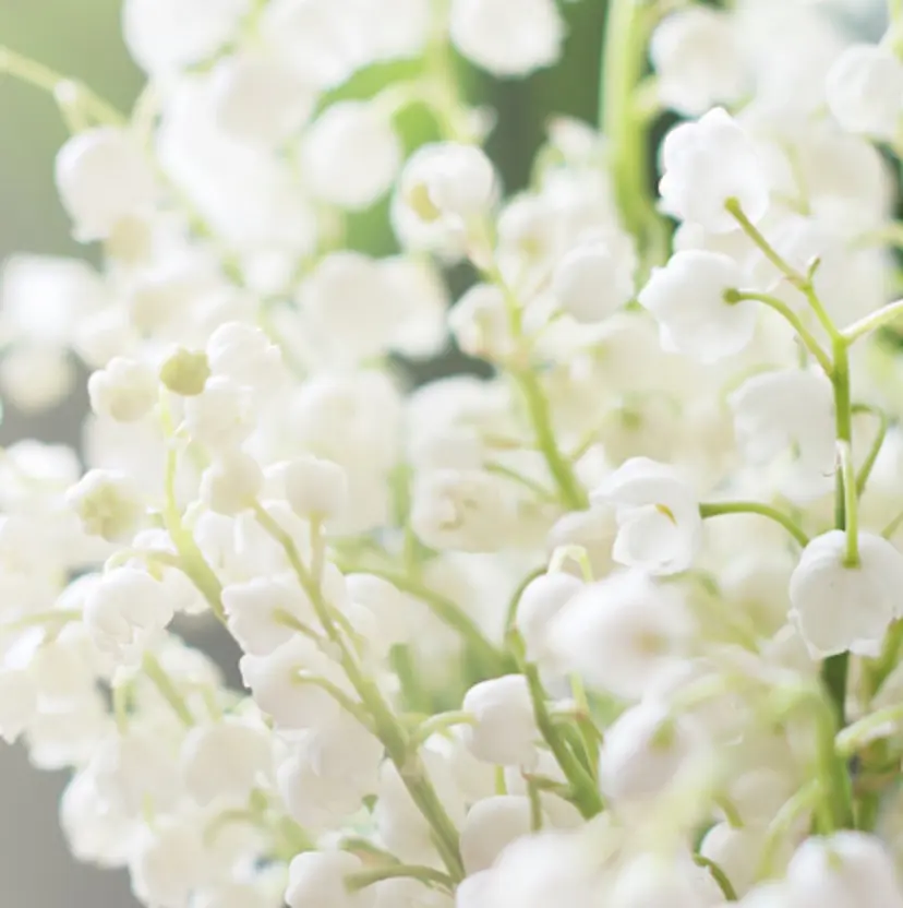 muguet 天王寺店の掲載