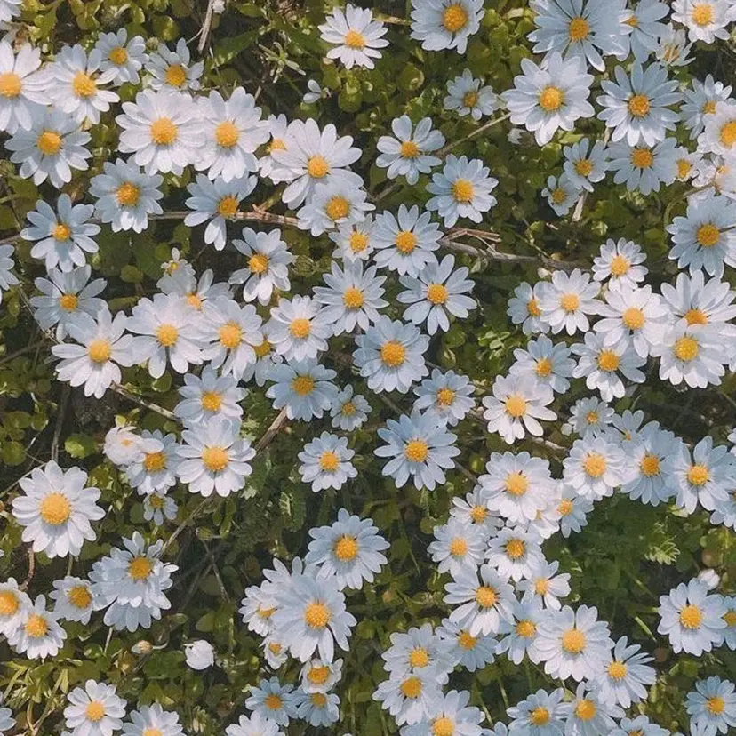 𝘒𝘺𝘰𝘬𝘢 🌿の掲載