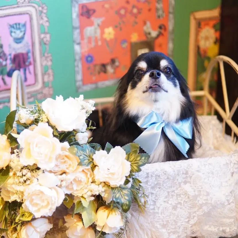 小西 綾乃の掲載