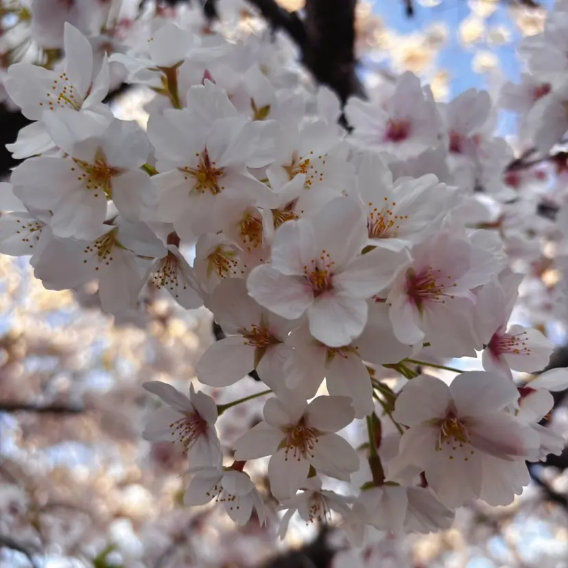 kaito パーマ募集！🔵の掲載