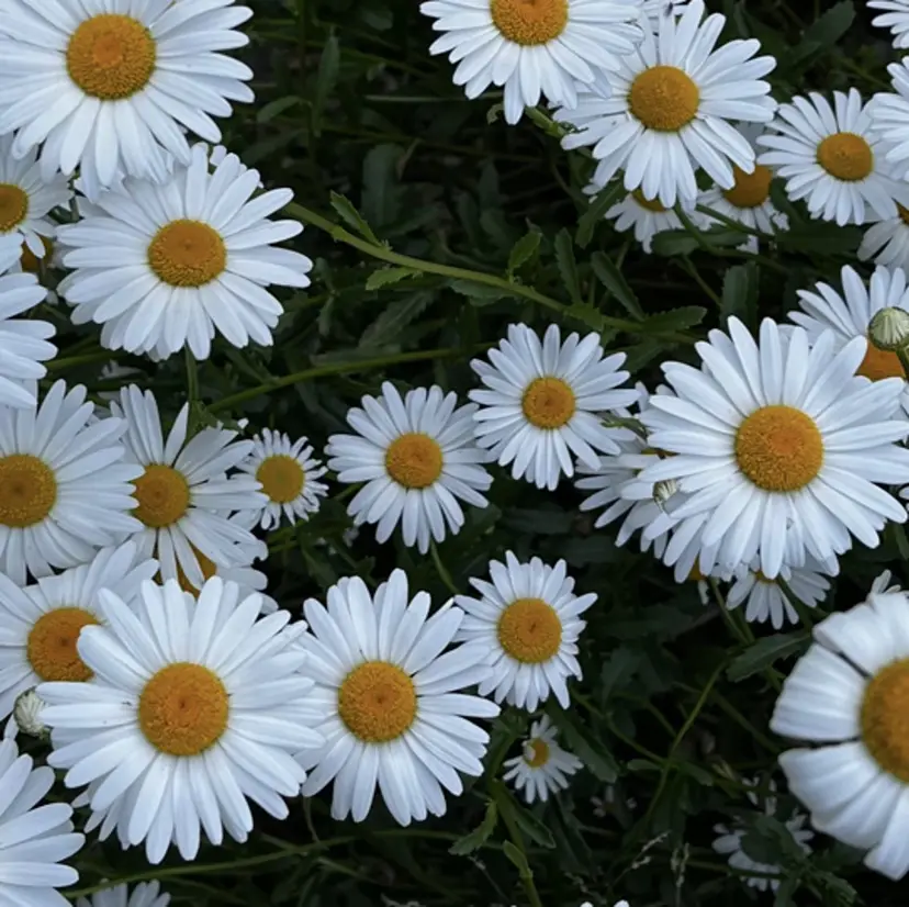 🧶根本 風鈴🧶の掲載