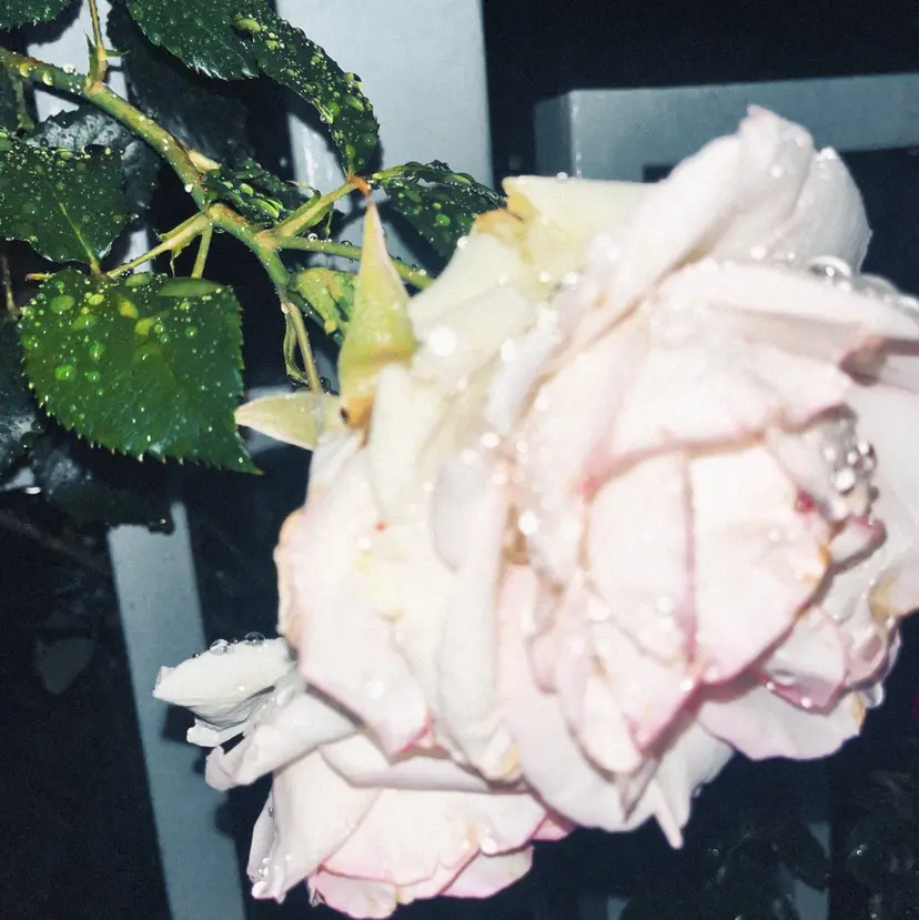 西村 さくらの掲載