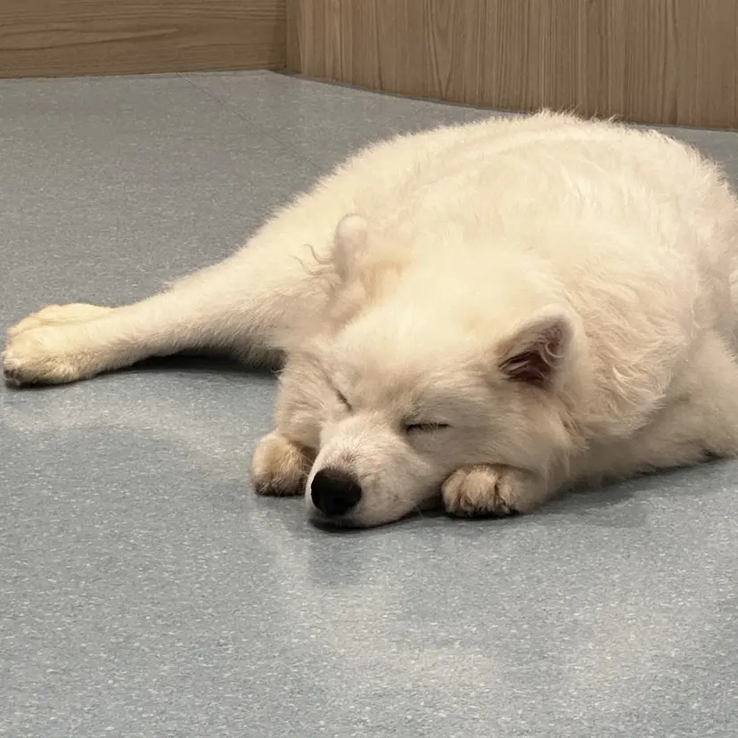 Luxe tamura🎀の掲載