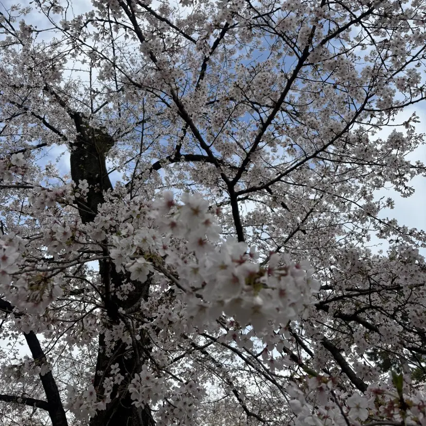 .ula 𝑨𝒚𝒂𝒌𝒂の掲載