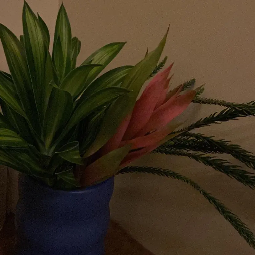 🍃 MOMONEの掲載