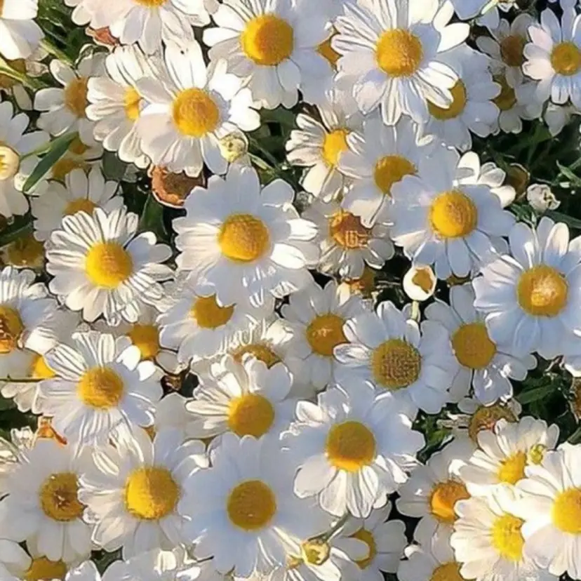 KAONAIL 武蔵村山店【RIO】の掲載