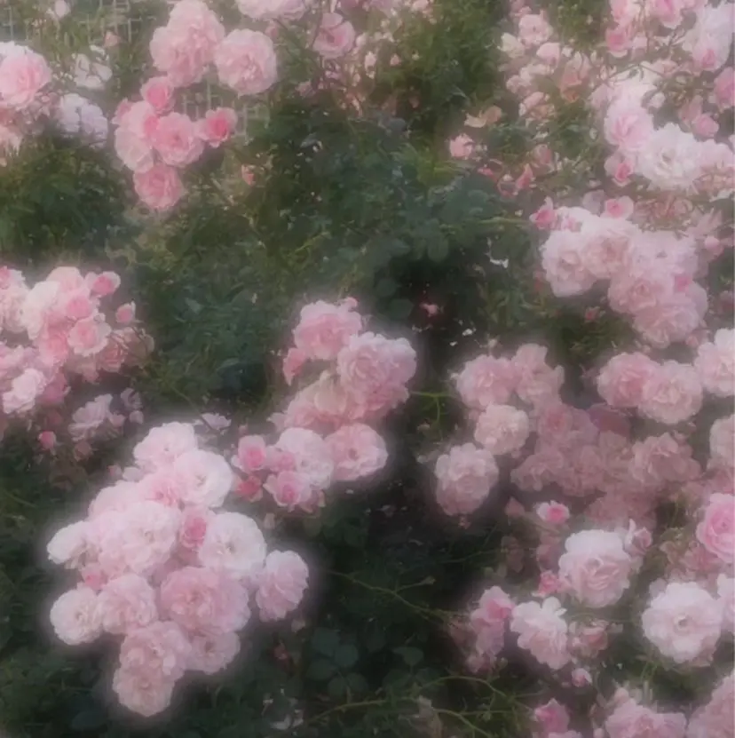 vimLash RICOの掲載