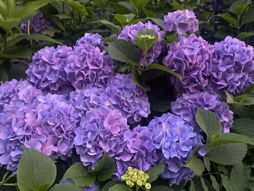 ✨艶髪✨ 可西 凜々子の掲載