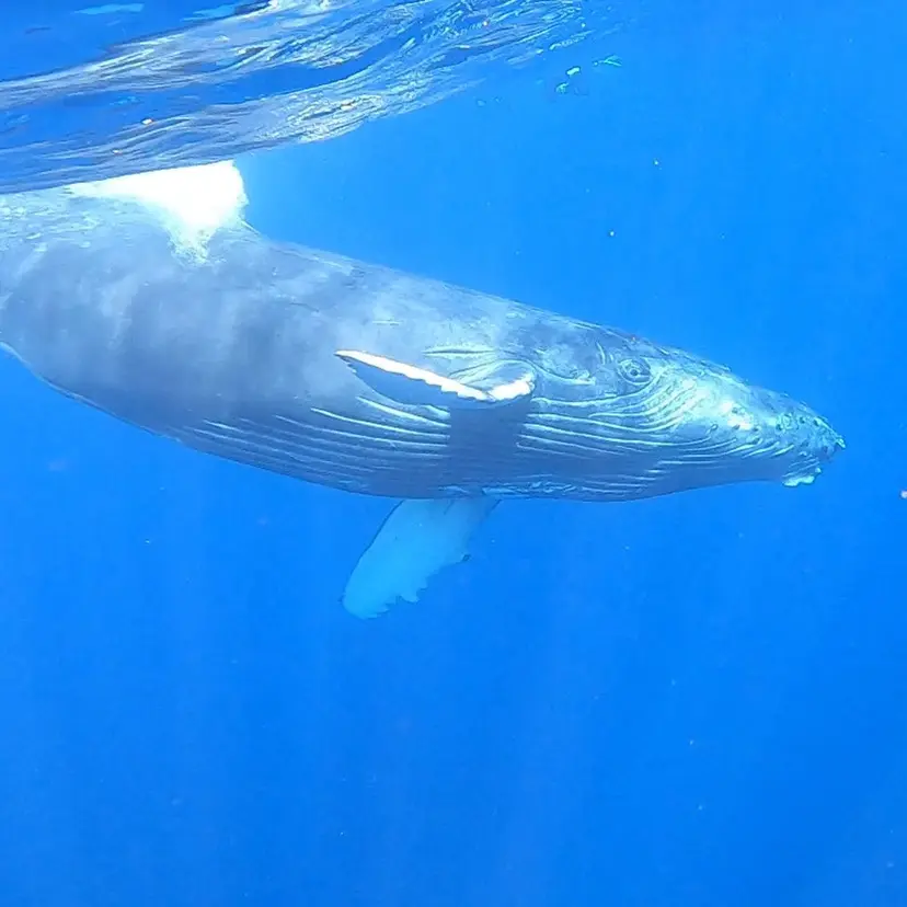 鯨の眠る家 マリナの掲載