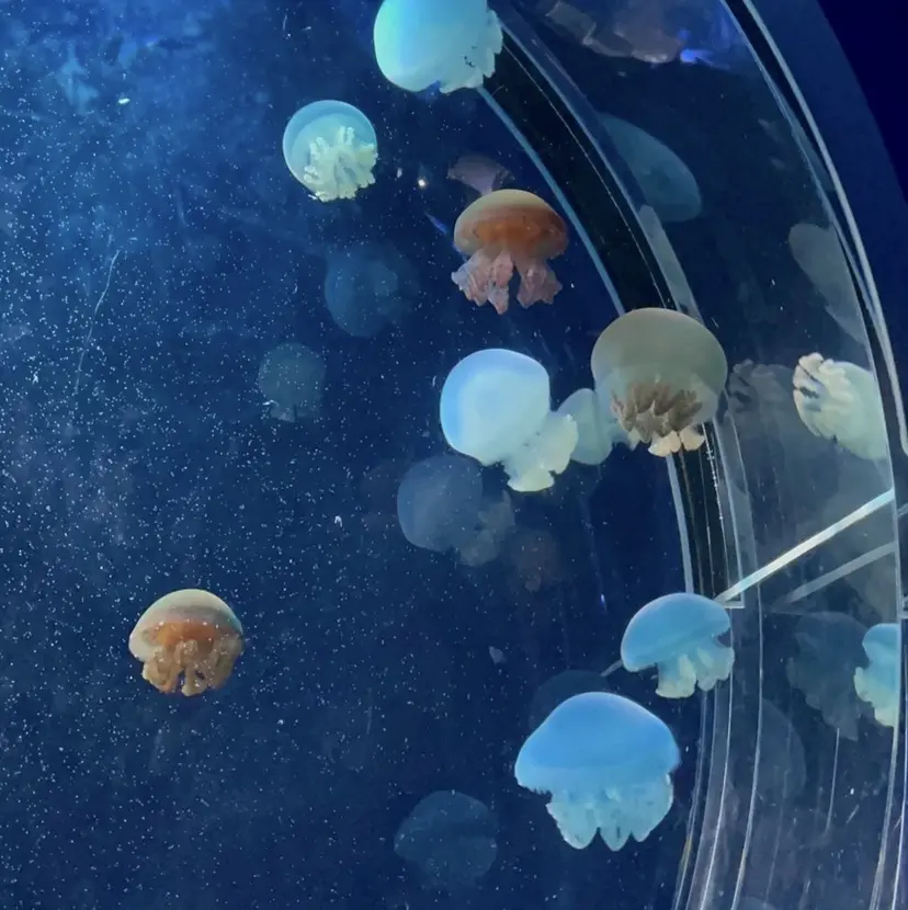 to zone✴︎ AOIの掲載