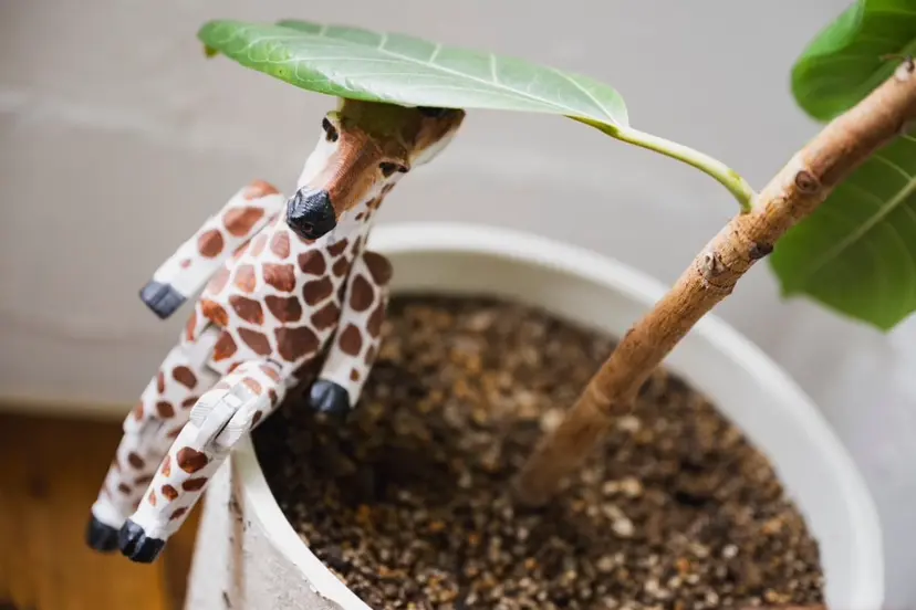 森田 真由の掲載