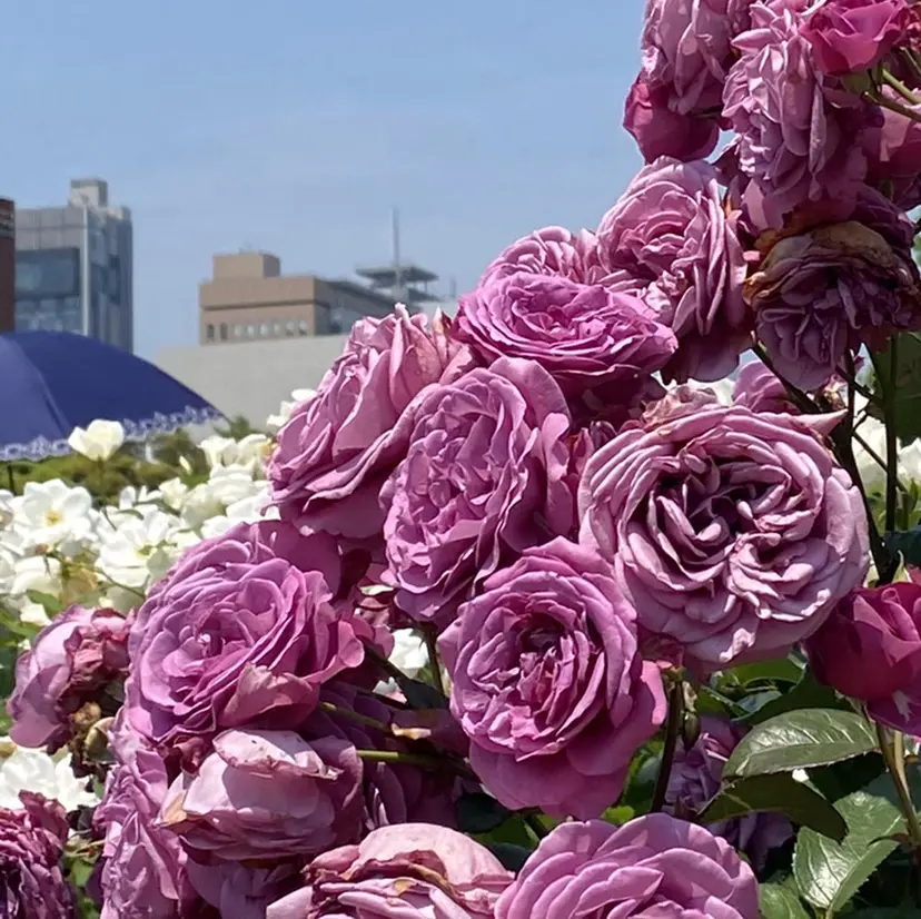 🌸小島友梨香🌸 ブリーチカラーの掲載