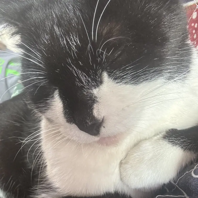 澤村 美優の掲載