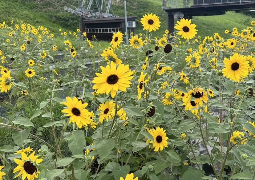 ANNI松戸/安藤 ひなた👼の掲載