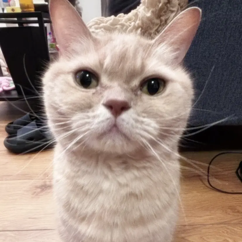 OLIVIA EBISU松村 代表の掲載