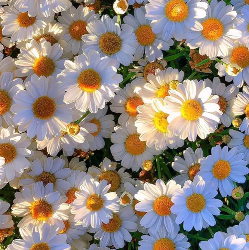 🌻暖色カラー🌻 sakuraの掲載