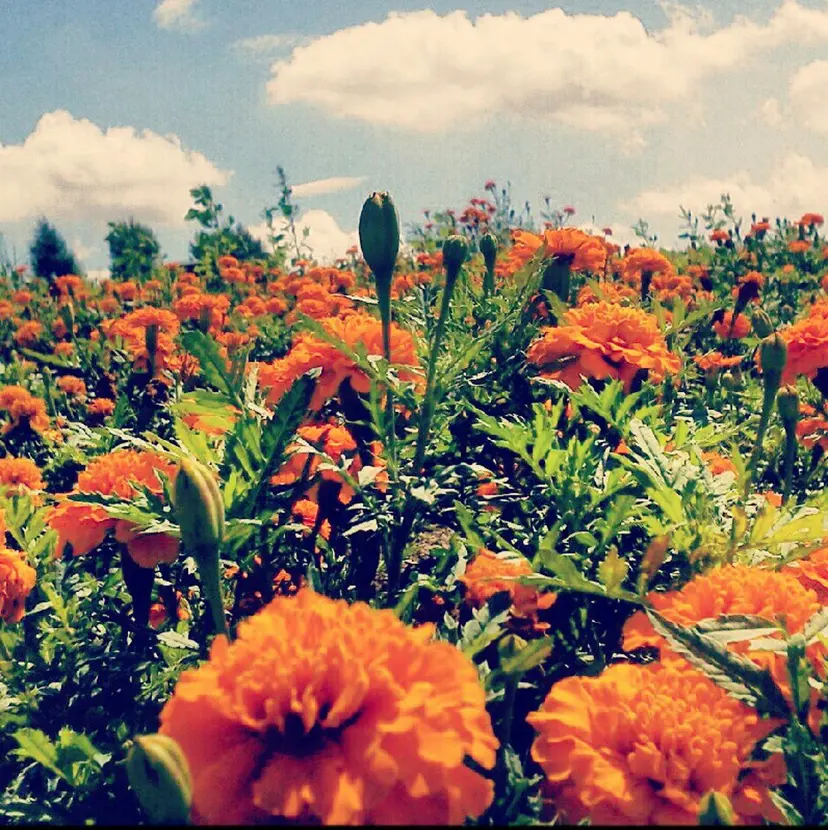 岡田 里奈の掲載