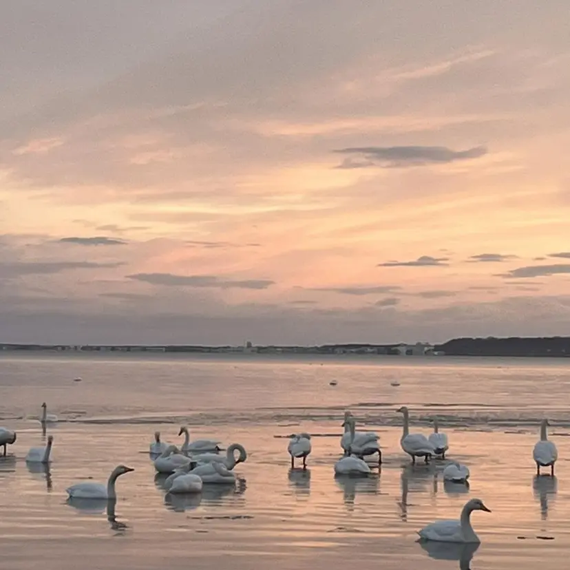 Lily Suzukaの掲載