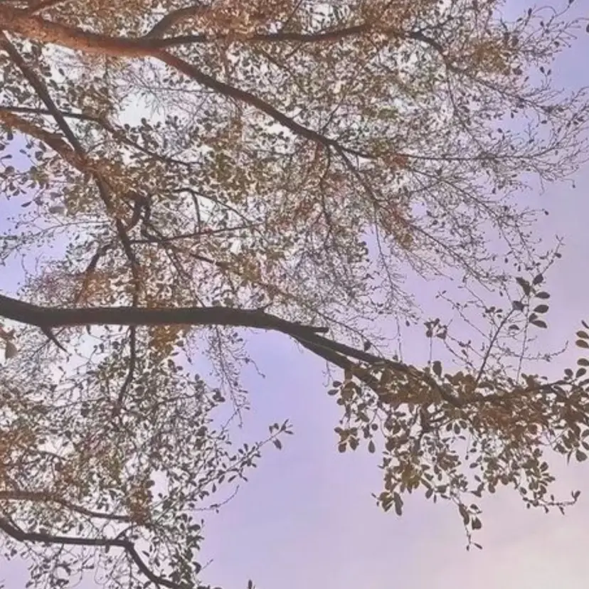 alicetokyo senaの掲載