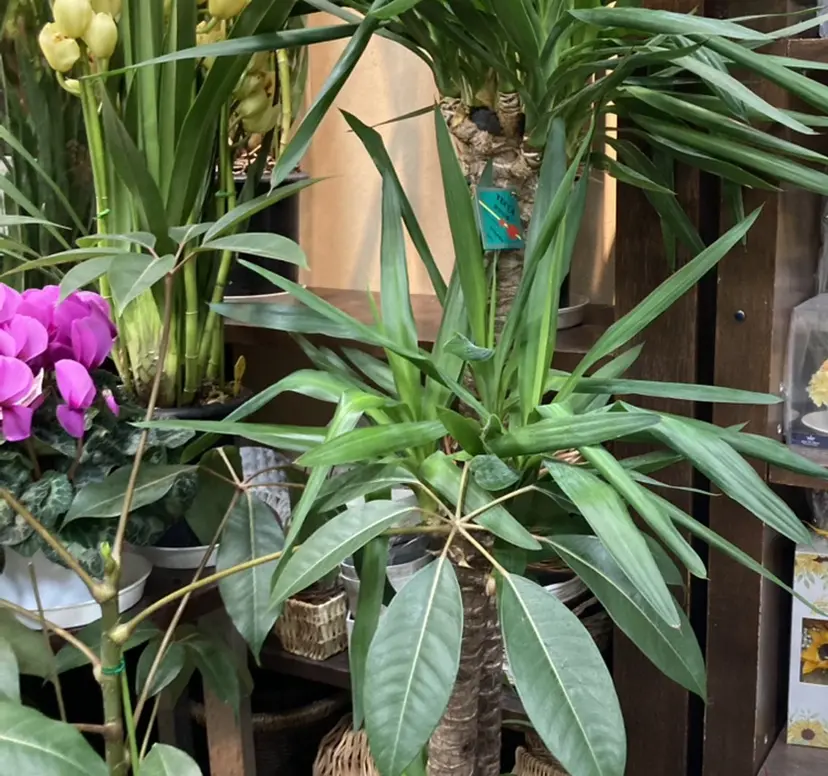 masami .Ｋの掲載