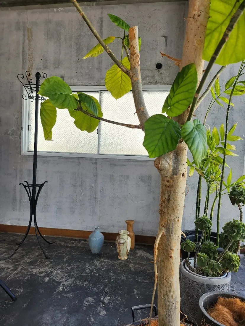 前山 夏樹の掲載