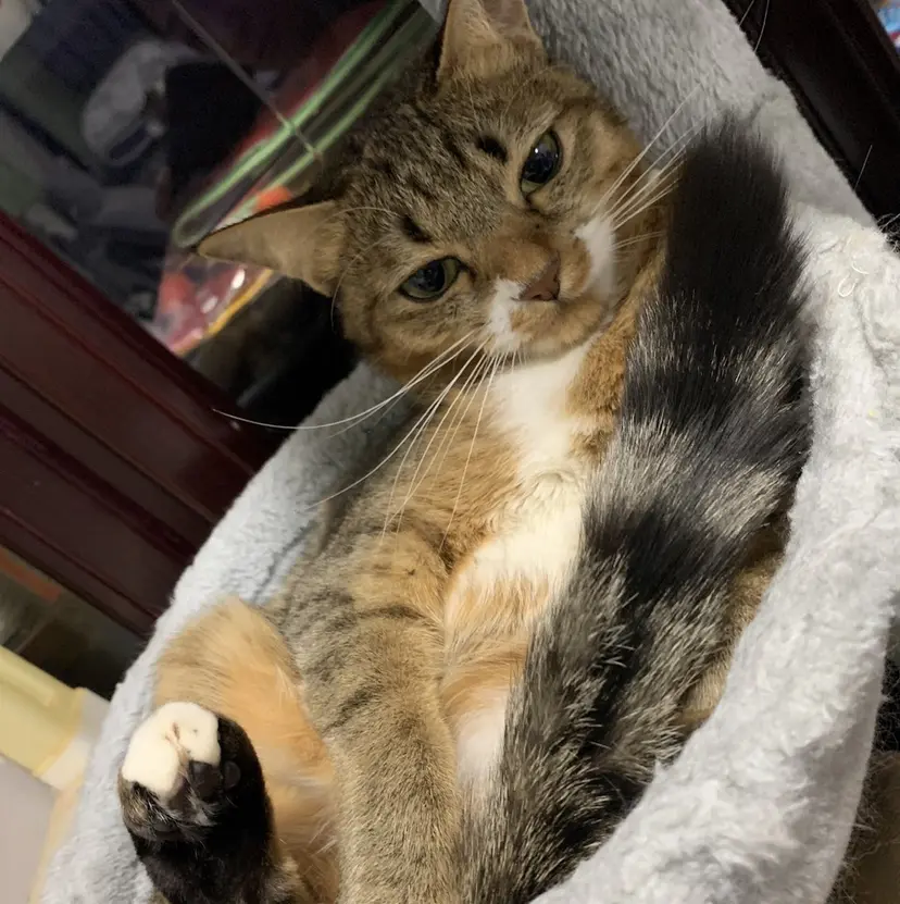 西澤 綺羅の掲載