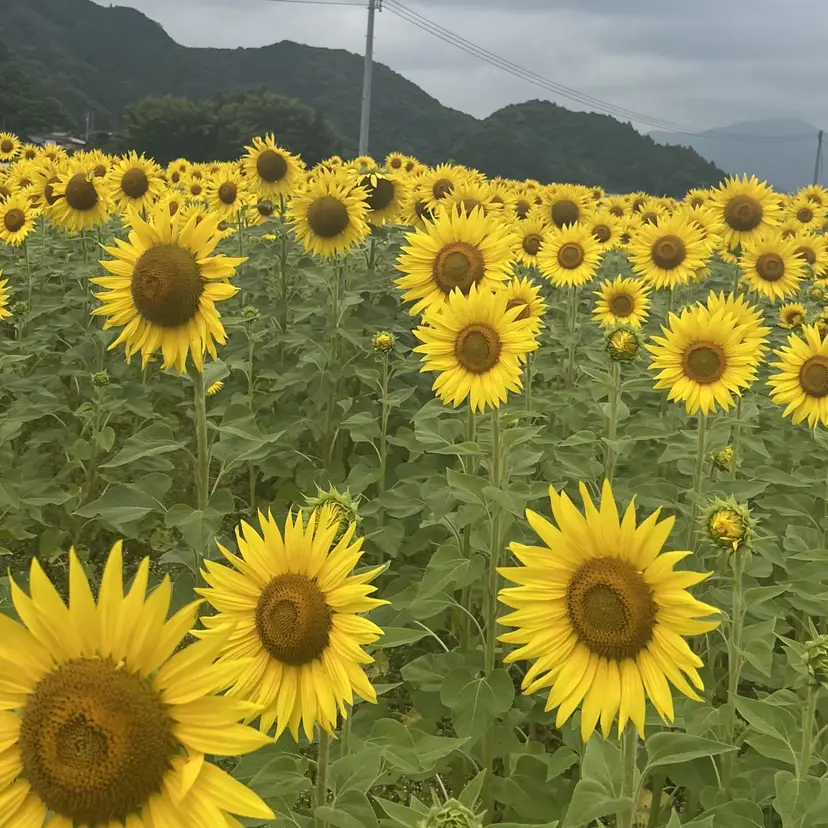 川崎 心咲の掲載