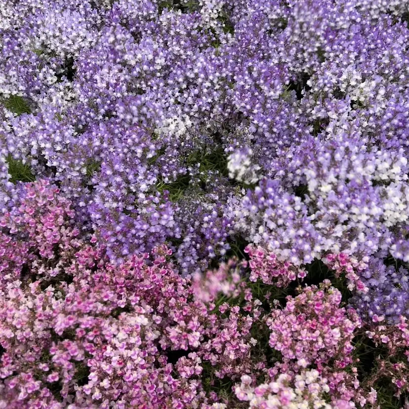 🌹牧口 瑠夏🌹の掲載