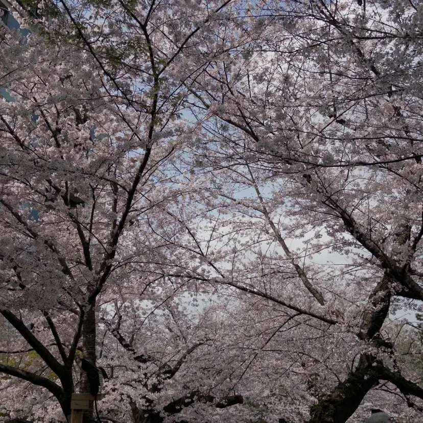 chouchou.柏 西口♡吉田凜音の掲載