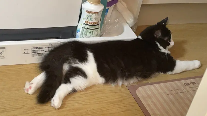 楊桃 小好の掲載