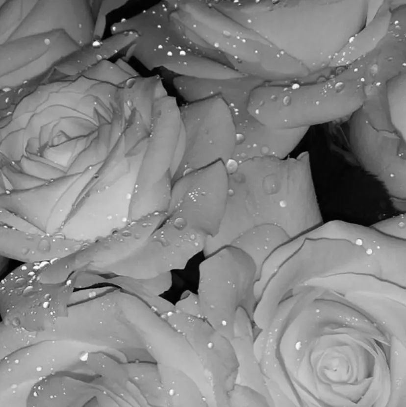 TRU もえかの掲載