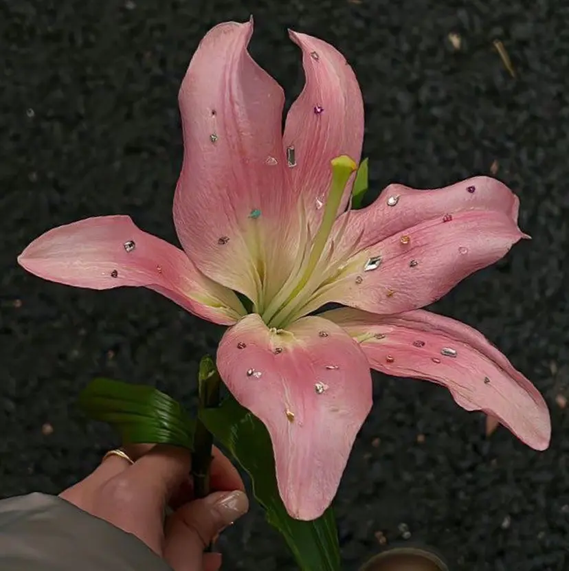 𝐇𝐚𝐧𝐚 🥀の掲載