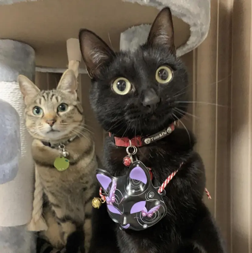 Hair...DiA YUNAの掲載