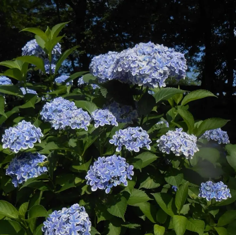 奥寺 沙菜の掲載