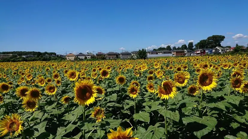 門岡 素子の掲載