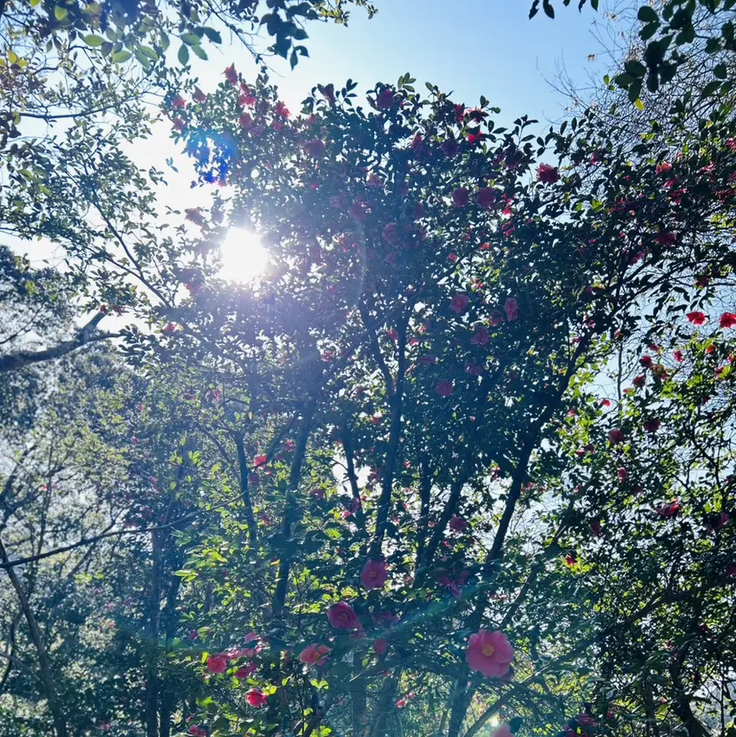 さたけ まいこの掲載