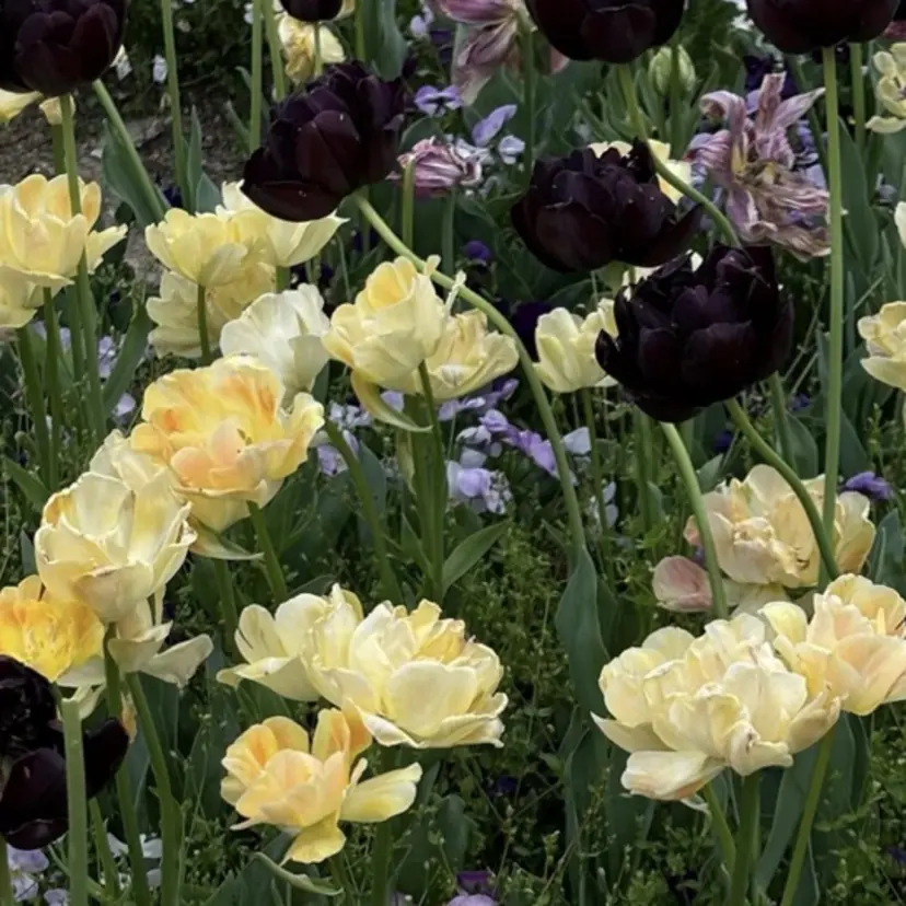 nôl nail. riho.の掲載