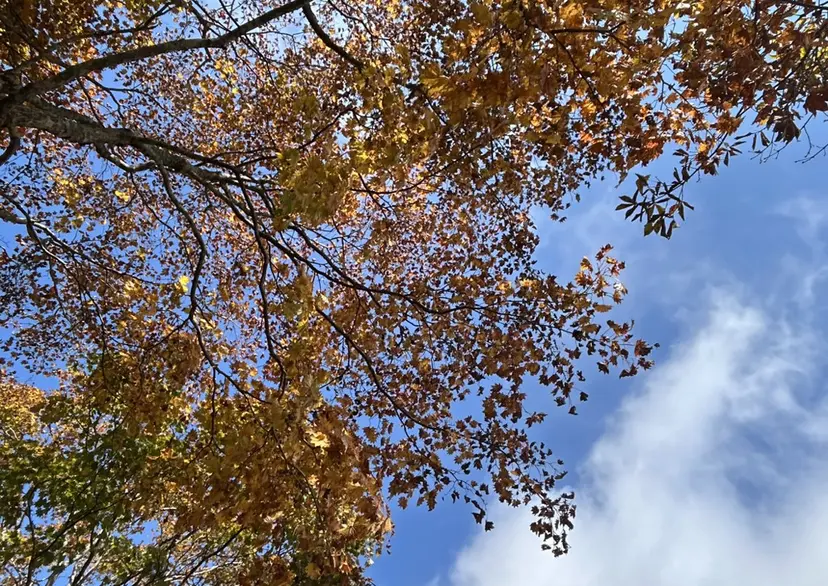 🍁八木風歌 🍁の掲載