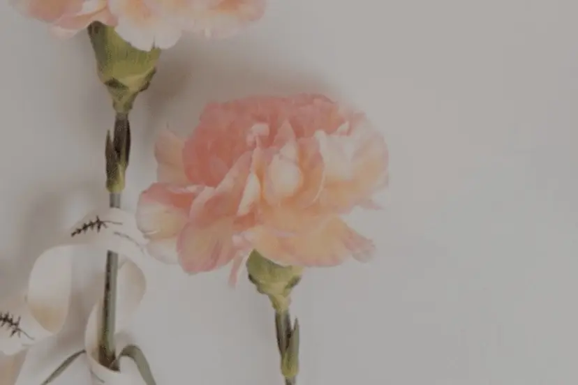 ✂︎ …Ranca モデル募集中の掲載