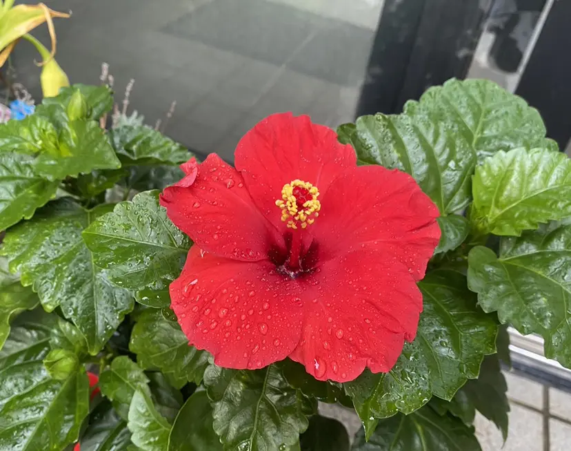 MAQUIA能代店 阿部由佳の掲載