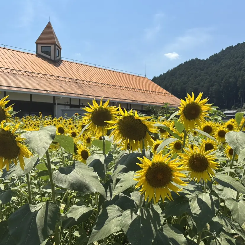 秋田 早織の掲載
