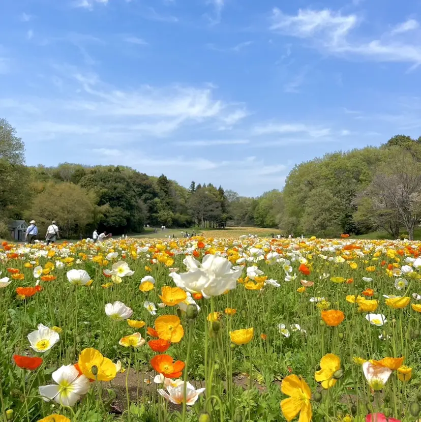 ワンカラーモデル募集 /Mayaの掲載