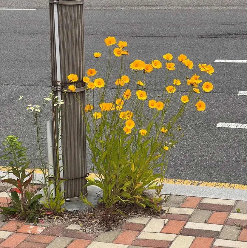 こころ 🌿の掲載