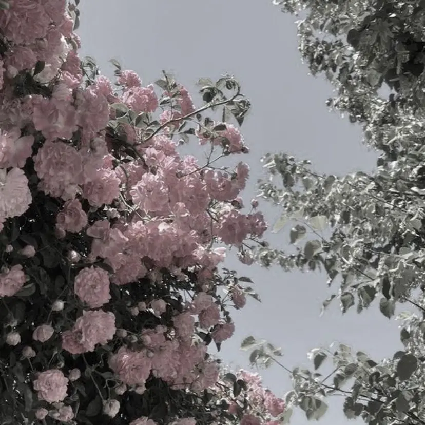 🌷ケアブリーチ /透明感/れい🌷の掲載